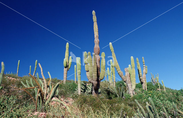 Cardon cactus (Pachycereus pringlei)