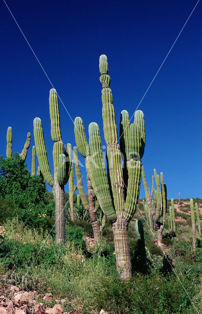 Cardon cactus (Pachycereus pringlei)