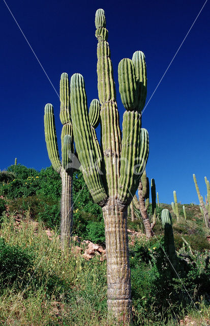 Cardon cactus (Pachycereus pringlei)