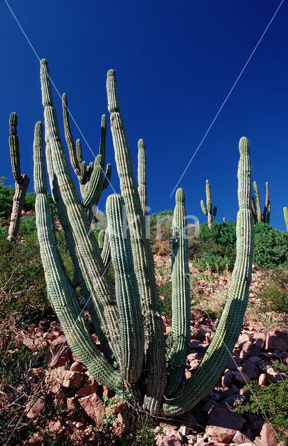 Cardon cactus (Pachycereus pringlei)
