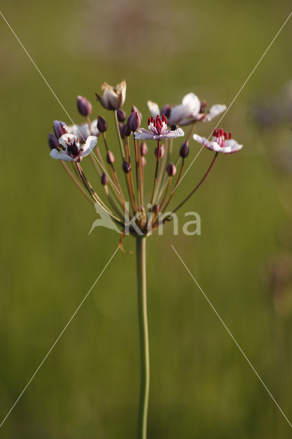 Zwanenbloem (Butomus umbellatus)