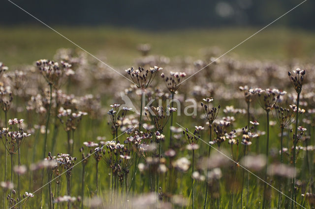 Flowering-rush (Butomus umbellatus)