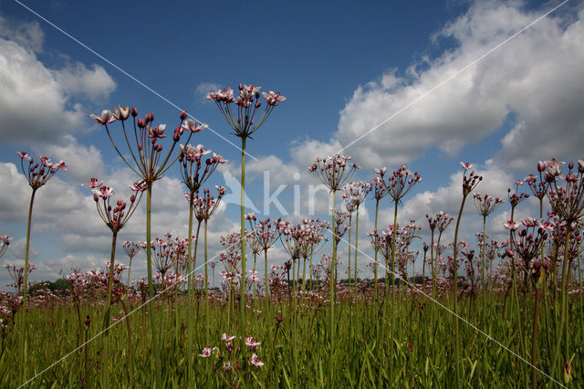 Zwanenbloem (Butomus umbellatus)