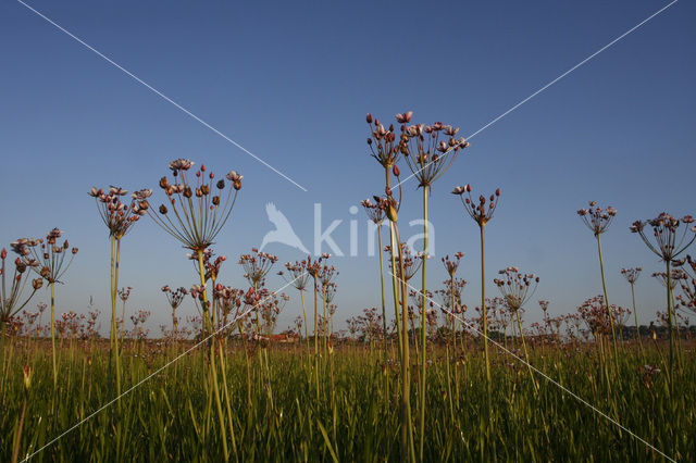 Zwanenbloem (Butomus umbellatus)