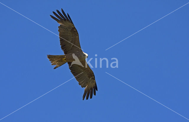 Black Kite (Milvus migrans)