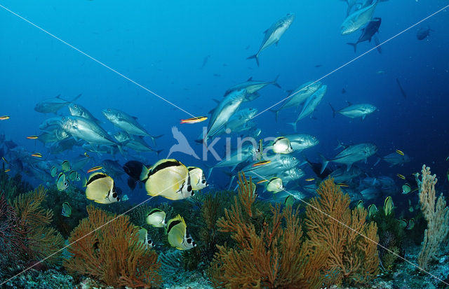 Blacknosed butterflyfish