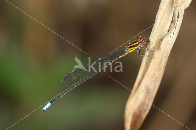 Acanthagrion obsoletum