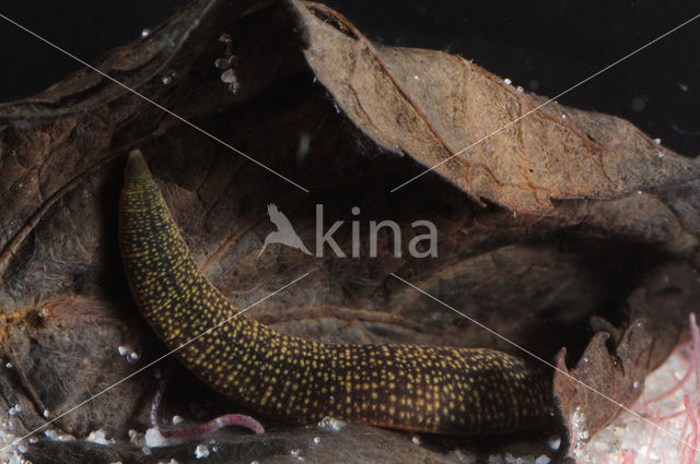 Fresh water leech (Erpobdella octoculata)