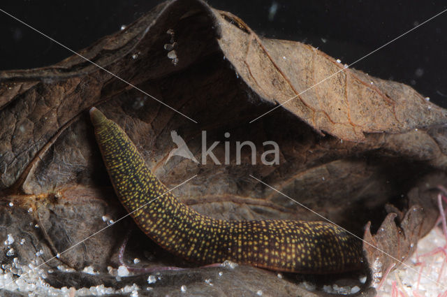 Fresh water leech (Erpobdella octoculata)