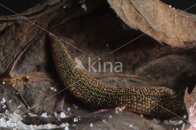 Fresh water leech (Erpobdella octoculata)