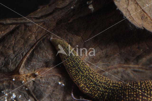 Fresh water leech (Erpobdella octoculata)