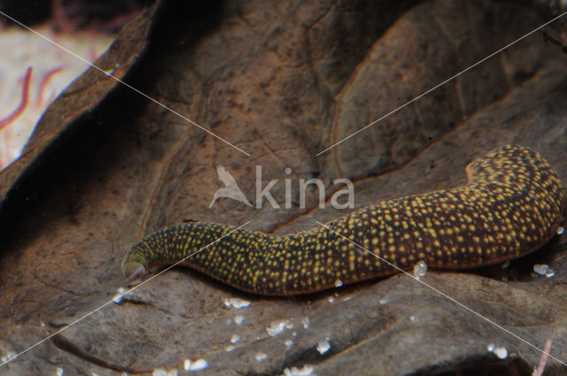 Fresh water leech (Erpobdella octoculata)