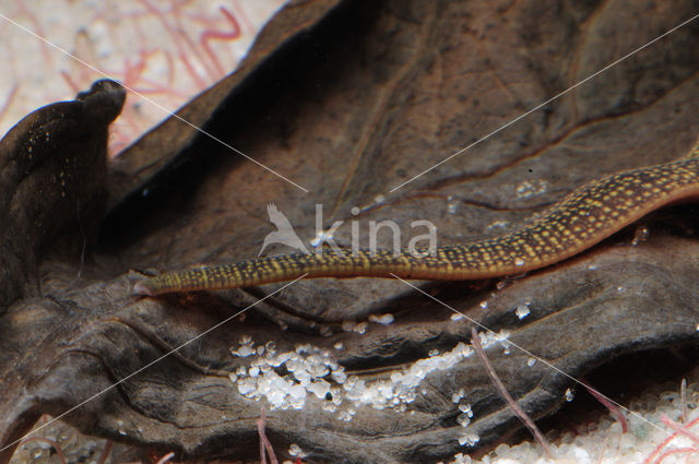 Fresh water leech (Erpobdella octoculata)