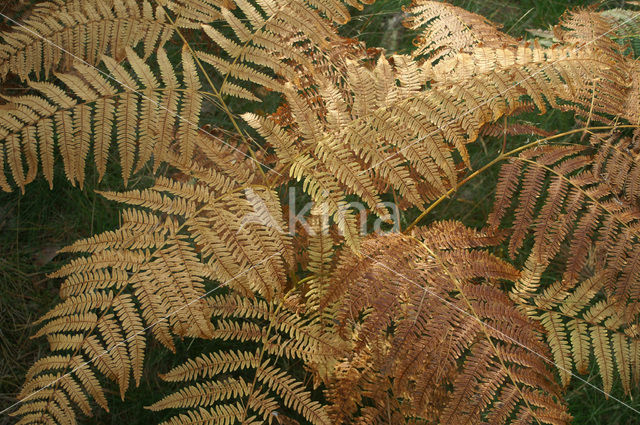 Adelaarsvaren (Pteridium aquilinum)