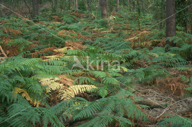 Western brackenfern (Pteridium aquilinum)