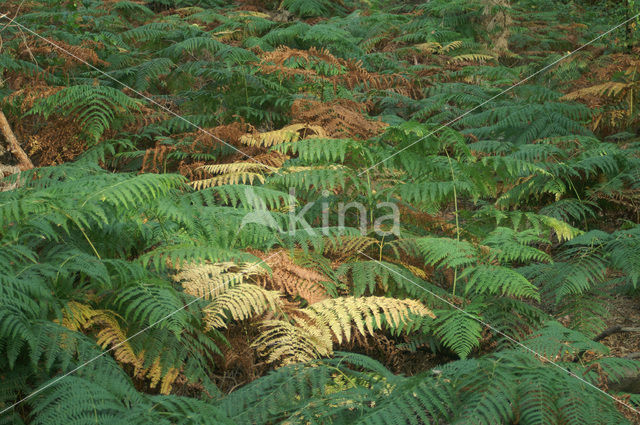 Western brackenfern (Pteridium aquilinum)