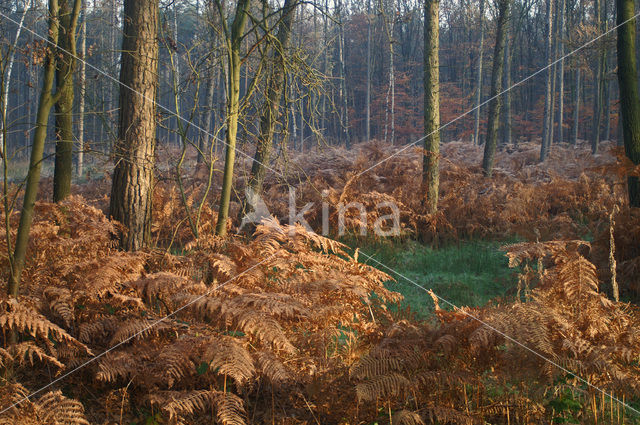 Western brackenfern (Pteridium aquilinum)