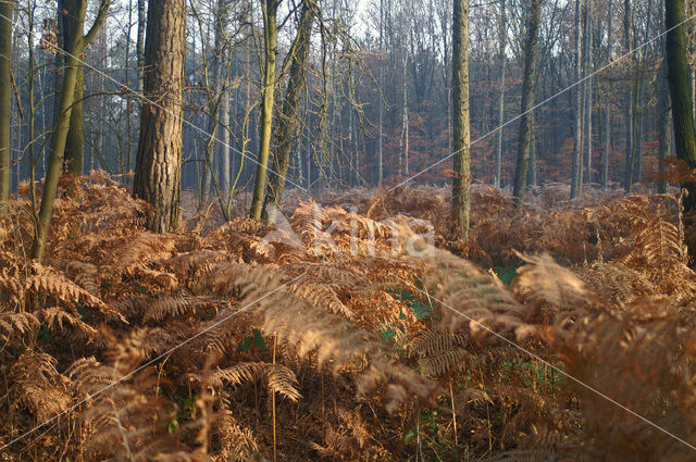 Adelaarsvaren (Pteridium aquilinum)