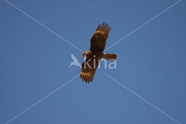 Mountain Caracara (Phalcoboenus megalopterus)