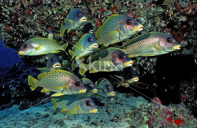 Afrikaanse Diklipvis (Plectorhinchus gaterinus)