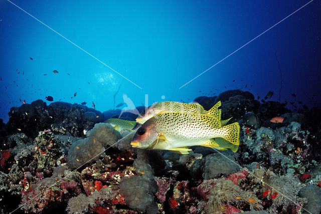 Afrikaanse Diklipvis (Plectorhinchus gaterinus)