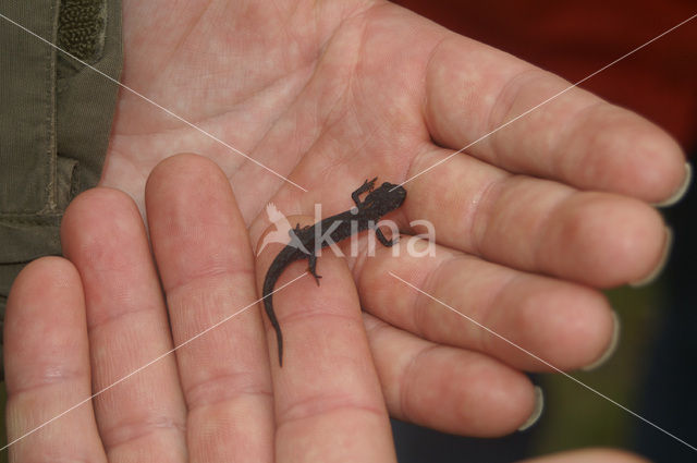 Alpine Newt (Ichthyosaura alpestris)