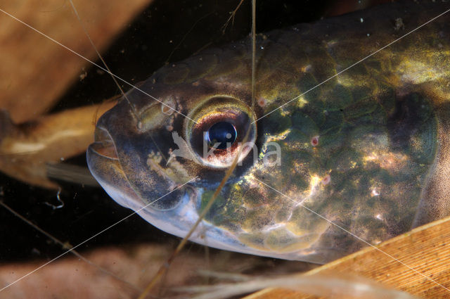 Striped Mud Minnow (Umbra pygmaea)