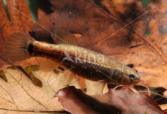 Striped Mud Minnow (Umbra pygmaea)