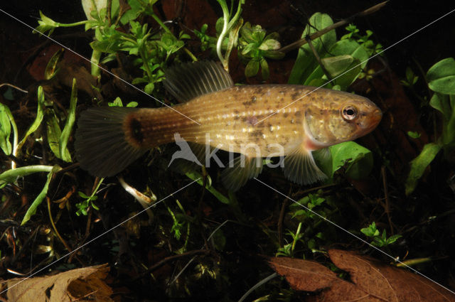 Amerikaanse hondsvis (Umbra pygmaea)