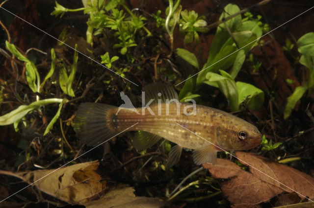 Amerikaanse hondsvis (Umbra pygmaea)