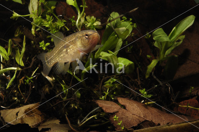 Amerikaanse hondsvis (Umbra pygmaea)