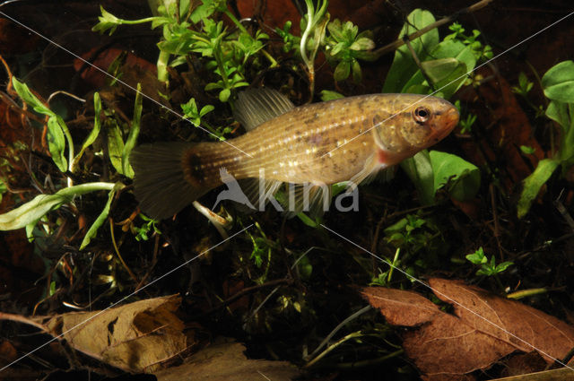 Striped Mud Minnow (Umbra pygmaea)