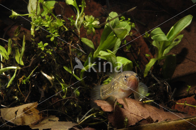 Amerikaanse hondsvis (Umbra pygmaea)