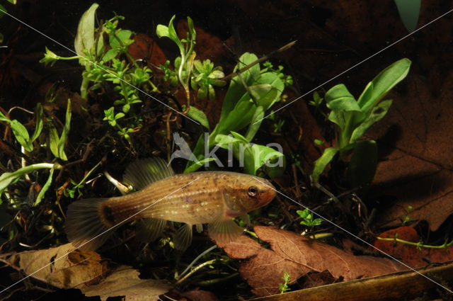 Amerikaanse hondsvis (Umbra pygmaea)