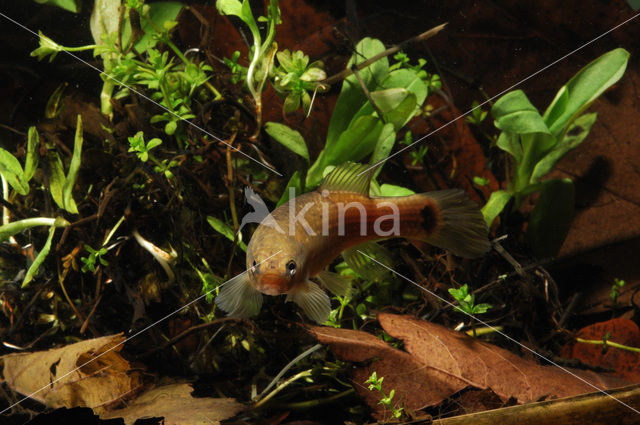 Amerikaanse hondsvis (Umbra pygmaea)