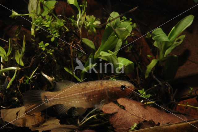 Amerikaanse hondsvis (Umbra pygmaea)