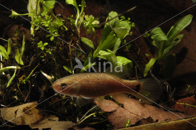 Amerikaanse hondsvis (Umbra pygmaea)