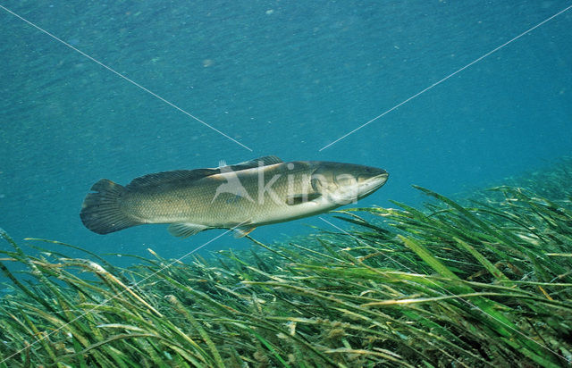 Bowfin (Amia calva )