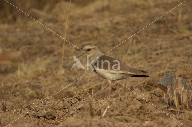 Andean Lapwing (Vanellus resplendens)