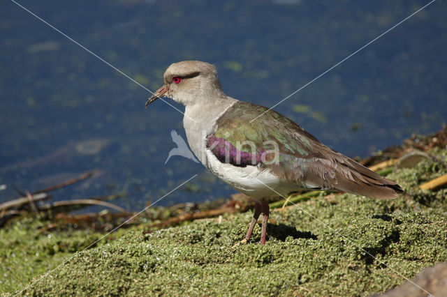 Andean Lapwing (Vanellus resplendens)