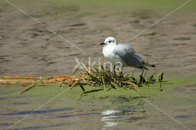 Andesmeeuw (Larus serranus)