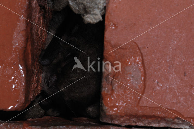 Whiskered Bat (Myotis mystacinus)