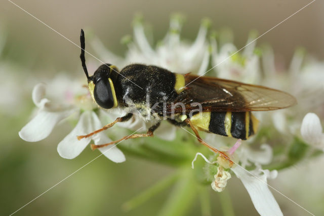 banded general (Stratiomys potamida)