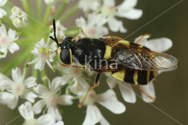 banded general (Stratiomys potamida)