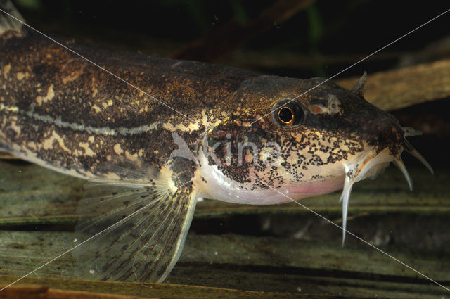 Bermpje (Barbatula barbatula