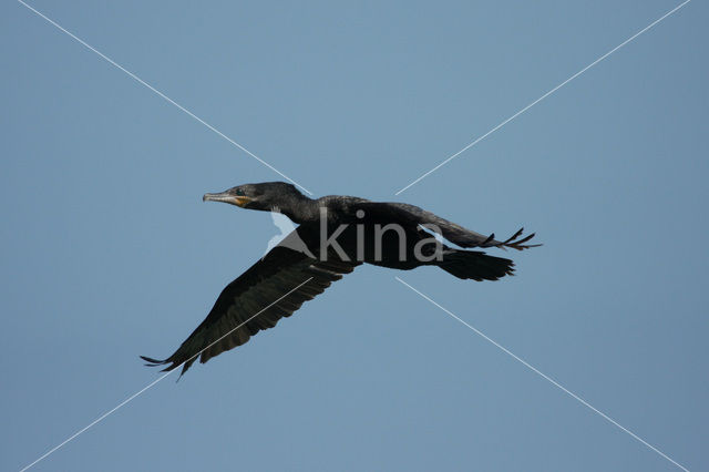 Neotropic Cormorant (Phalacrocorax brasilianus)