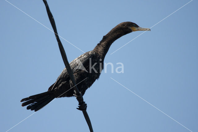 Neotropic Cormorant (Phalacrocorax brasilianus)