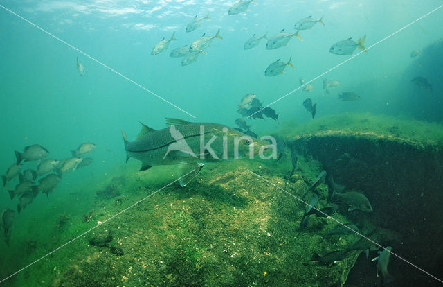 Snook (Centropomus undecimalis)