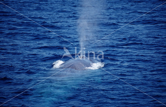 Blue Whale (Balaenoptera musculus)