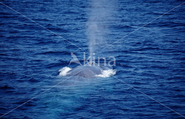 Blauwe vinvis (Balaenoptera musculus)